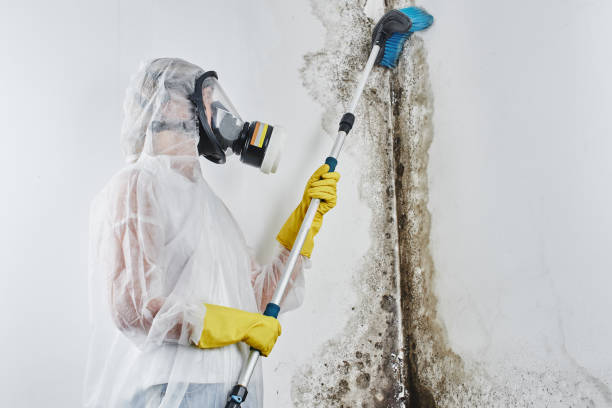 Best Black Mold Removal  in Eaton, OH