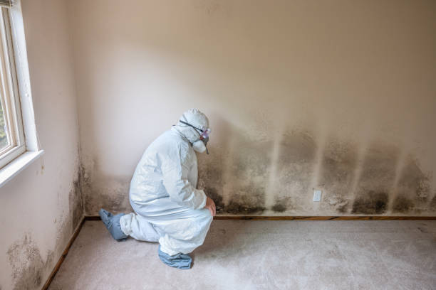 Crawl Space Mold Removal in Eaton, OH
