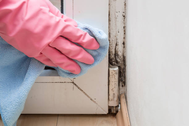Best Toxic Mold Removal  in Eaton, OH