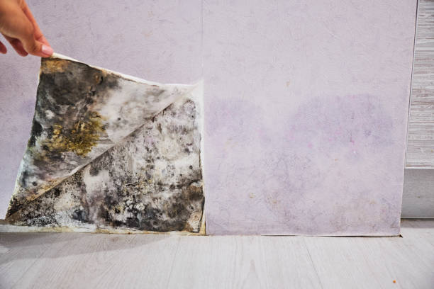 Best Mold Testing  in Eaton, OH
